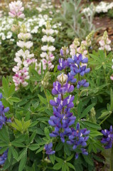 Obraz premium colorful Lupinus flower full bloom