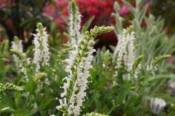 colorful Lupinus flower full bloom
