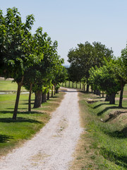 allée d'arbre