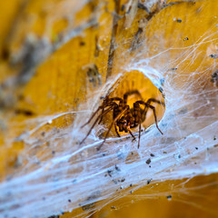 Closeup of a spider in spider web on wooden planks.