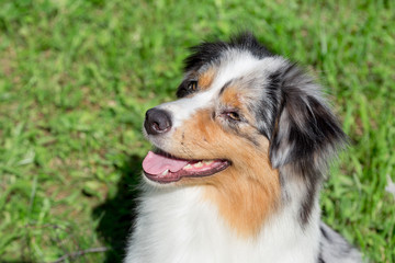 Portrait of cute australian shepherd puppy. Pet animals.