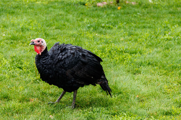 Turkey bird on the poultry yard in the farm