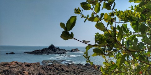 tree on beach