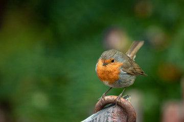 robin on a fence 