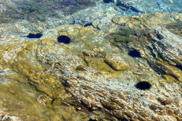 Colorful underwater sea world and black urchins in calm, translucent shallow water