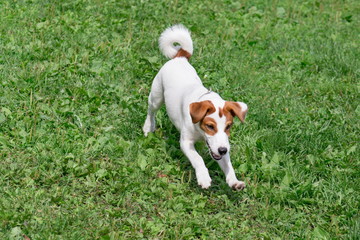 Cute jack russell terrier puppy is playing on a green meadow. Pet animals.