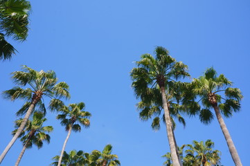 Naklejka premium Resort tropical Palm tree and sky