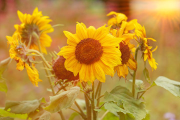 Decorative yellow sunflowers with sun rays