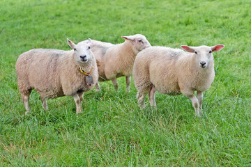 Sheeps grazed on green grass field pasture