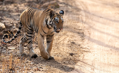 A tigress walking in the jungle track inside Pench tiger reserve during a wildlife safari