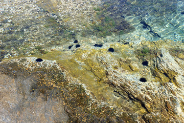Colorful underwater sea world and black urchins in calm, translucent shallow water