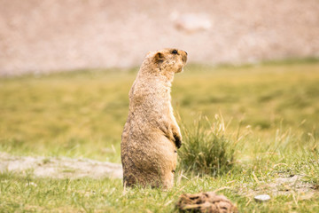 Himalayan Marmot is a mammal living near Tso Moriri lake in Ladakh, India. Marmots are large squirrels live under the ground and hibernate there through the winter. 