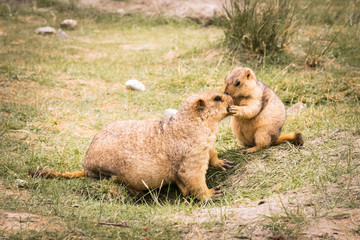 Lovely family of Himalayan Marmot is a mammal living near Tso Moriri lake in Ladakh, India. Marmots are large squirrels live under the ground and hibernate there through the winter. 