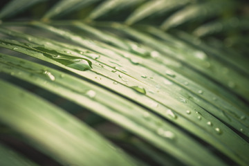 Palm Leaves with Rain Drops