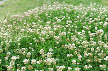 Fototapeta premium White clover Small flowers Grassland