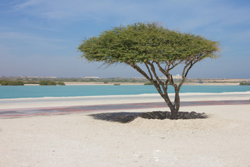 Fototapeta na wymiar Abu Dhabi sea beach, UAE. Sir Bani Yas island