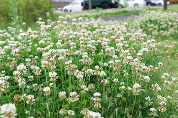 White clover Small flowers Grassland