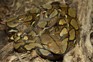 Baby Reticulated Python (Python reticulatus) Bali locality in Indonesia