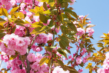 Pink flowers of sakura in spring on blue sky background