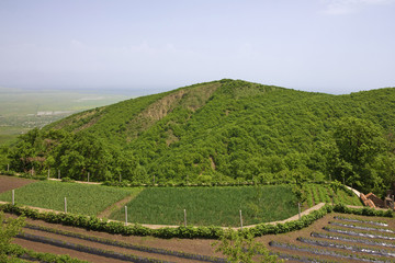 Vineyard green hills landscape view, Alazani valley, Georgia