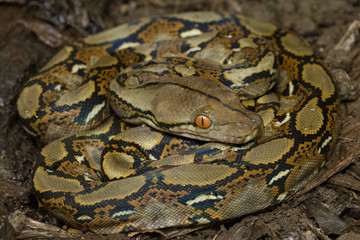 Baby Reticulated Python (Python reticulatus) Bali locality in Indonesia