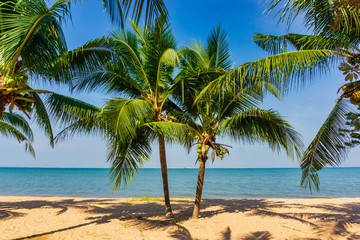 Naklejka na ściany i meble Beautiful tropical beach with Coconut palm trees on the sea.