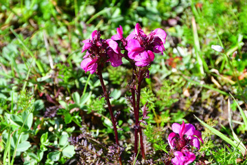 Pedicularis crassirostris Bunge (family Scrophulariaceae) in the mountains of Abkhazia