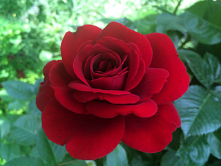 Climbing red rose flowers in the garden