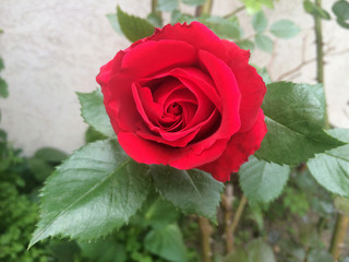 Climbing red rose flowers in the garden