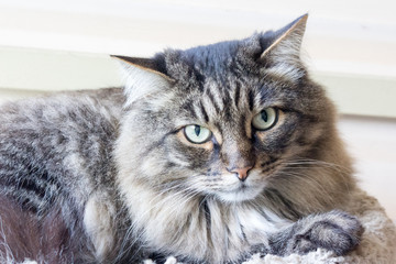 Gray very fluffy domestic cat is looking at the camera. Siberian cat breed.