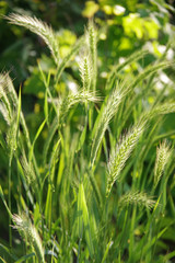 Fototapeta na wymiar Close-up view into sunlit wild wheat grass plants