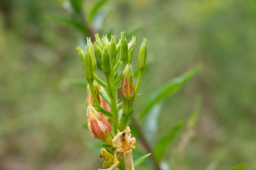 Evening Primrose Flower Buds in Summer