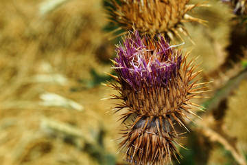 Utah's desert flower