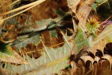 close up of a desert cactus