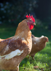 Pale yellow mini chickens on a walk in the garden.