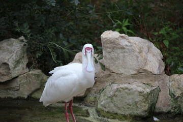 oiseau d'afrique spatule d'afrique