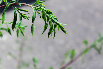 green plant on gray background