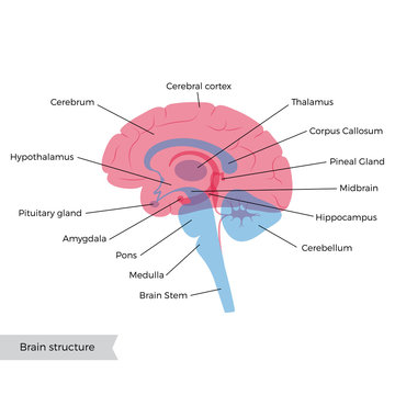 Vector illustration of human brain anatomy 