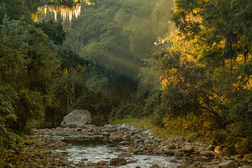 River in the rainforest with sunny rays lighten the trees