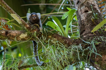 A little monkey staring the camera
