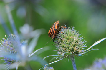 bug (Pentatomidae) on flower