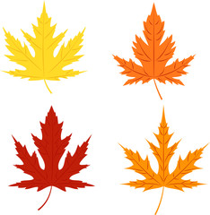 Fototapeta premium Autumn leaves of silver maple on white background.