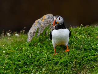 Atlantic Puffin Standing on Green Grass