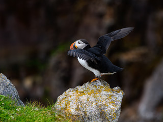 Atlantic Puffin Standing on Cliff's Rock  against Dark Cliff Background, Portrait