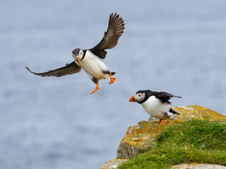 Atlantic Puffin Landing on Cliff's Rock  against Blue Sea Water Background