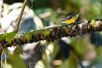 Yellow little bird looking for food
