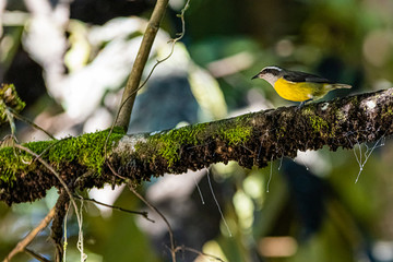Yellow little bird looking for food