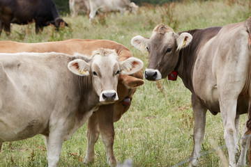 Naklejka na ściany i meble swiss cows in the field