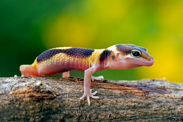 leopard gecko, eublepharis macularius, tokay gecko lizard