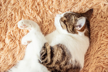 Closeup of a cute tabby cat sleeping on a sofa.